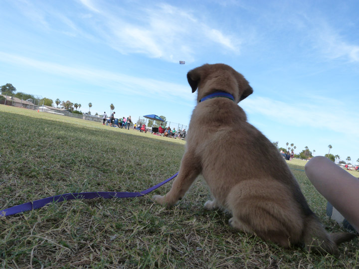 chinook dog